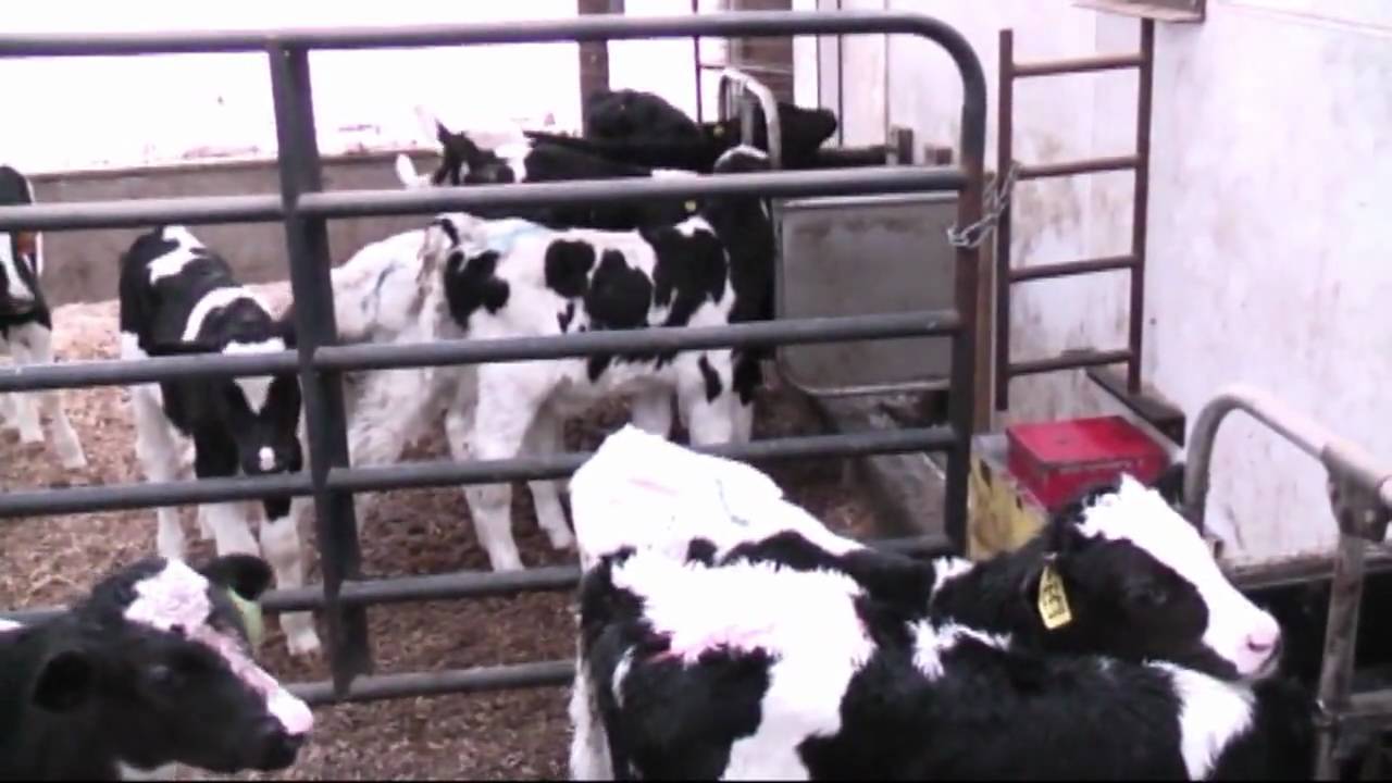 Veal calf raising now !