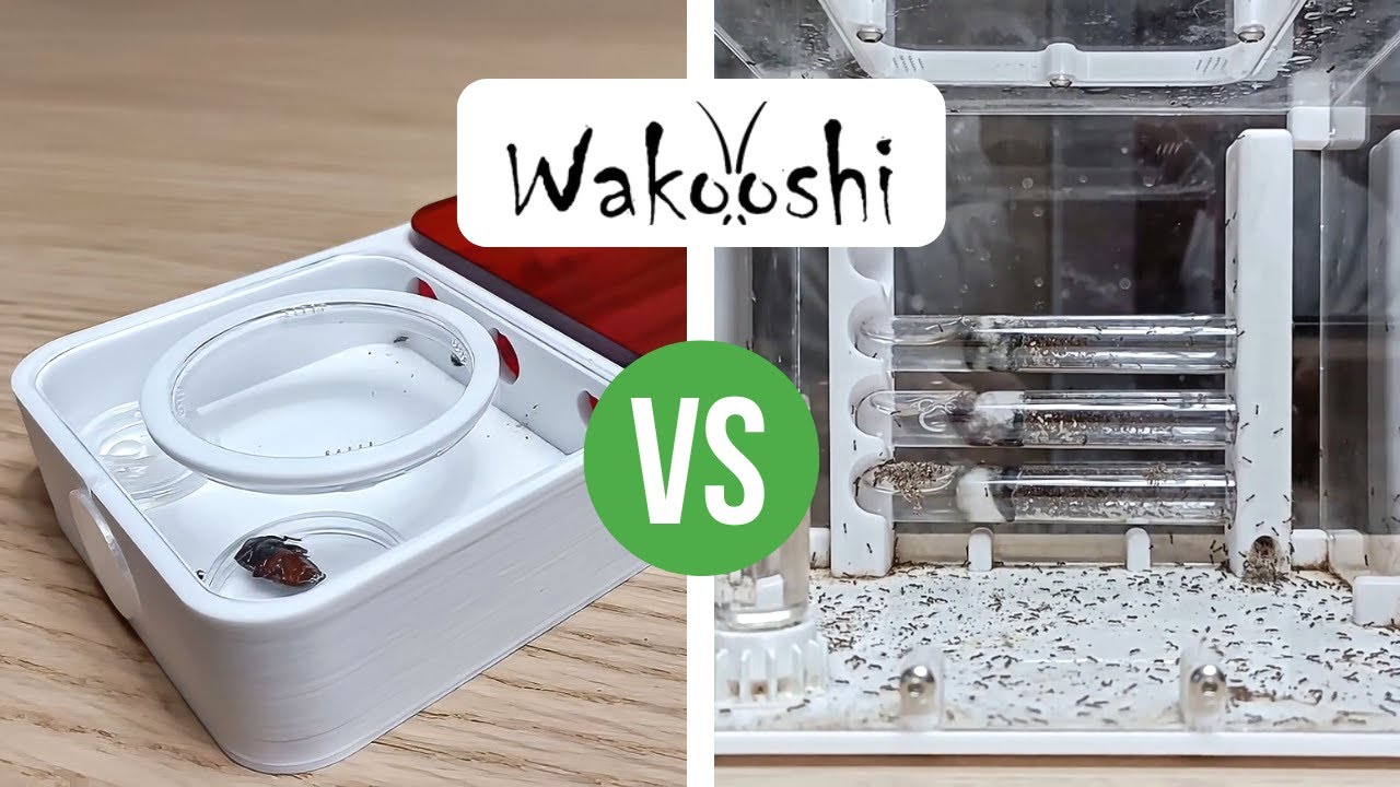 Ant Nests Comparison: WaKooshi Venus vs Saturn Nest | BRUMA Ants