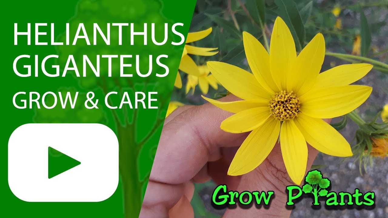 Helianthus giganteus - grow & care