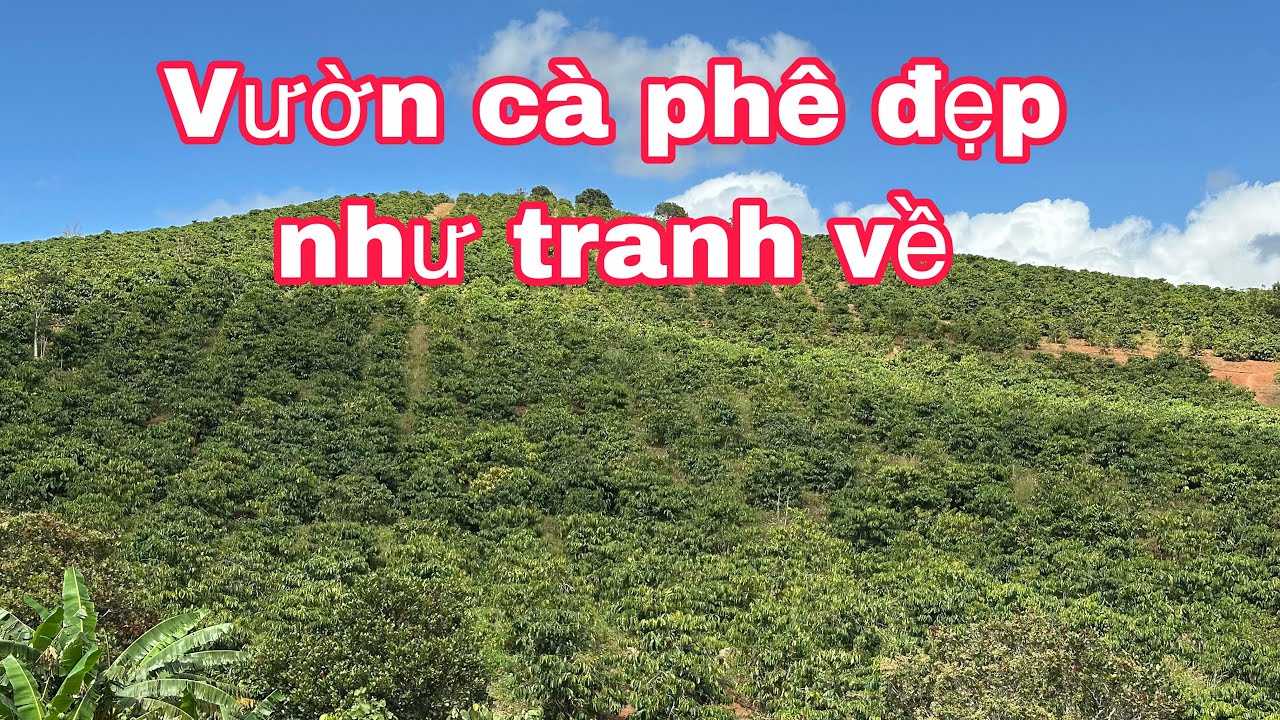 3,5 Ha Cà Phê Siêu Đẹp 