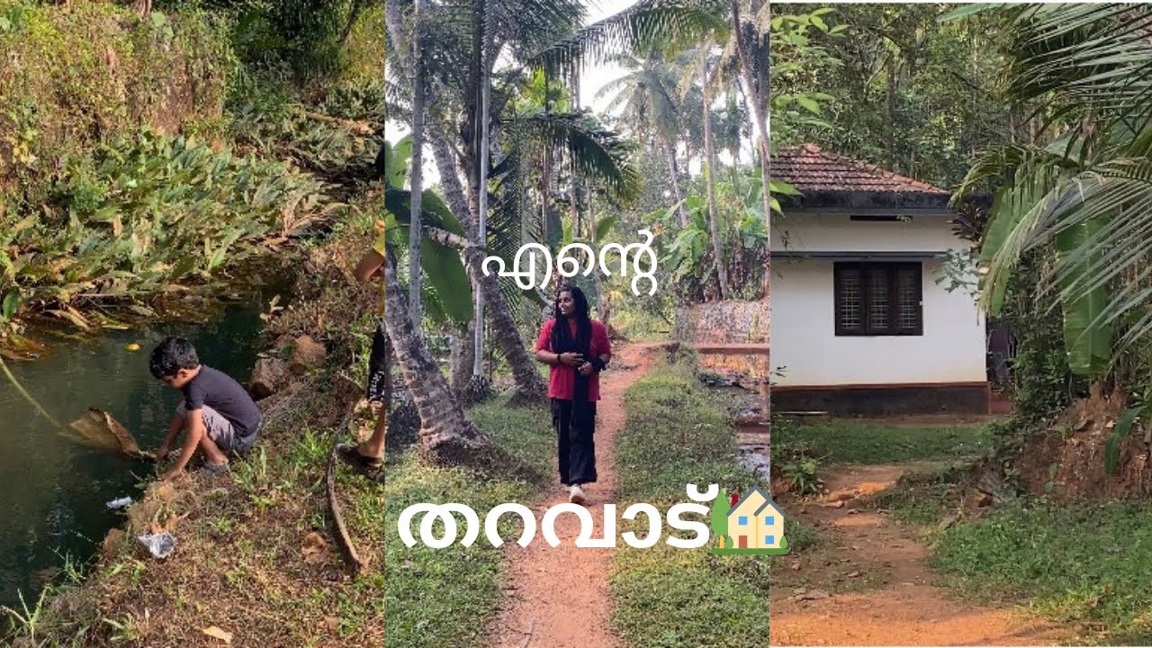 സ്നേഹം മാത്രമുള്ള എന്റെ തറവാട് 🏡❤️| എന്റെ ഗ്രാമം 🌴🌳💚