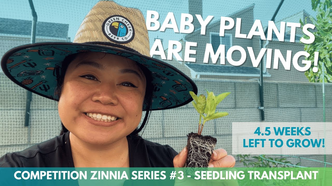 Skip Hardening Off, Transplanting Seedlings |  Flower Patch Blooms
