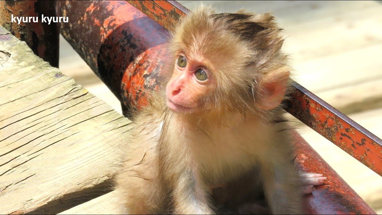 小さなかわいい子猿のアイドル  ｜ 野生のニホンザル　Japanese macaque