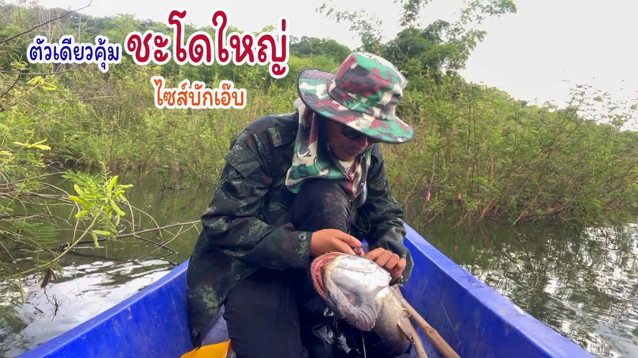 เล่นเอาขาสั่น ชะโดใหญ่ตัวเดียวคุ้มไซส์นี้ไม่ได้เจอบ่อยๆ