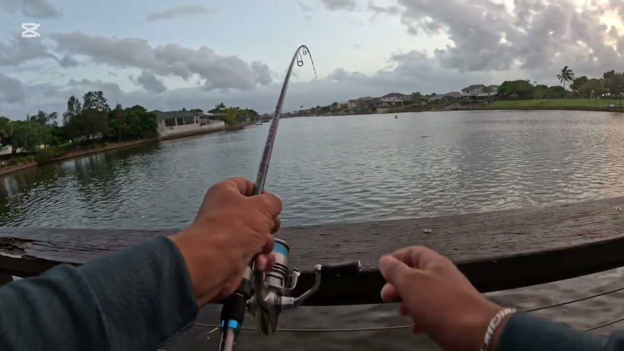 Top water fishing in canals  #SEQ #luresfishing 