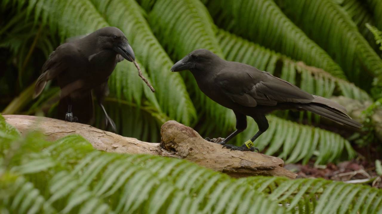 Hawaiian crow, or alala, use tools