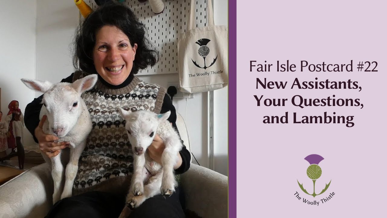 Fair Isle Postcard #22- New Assistants, Your Questions, and Lambing