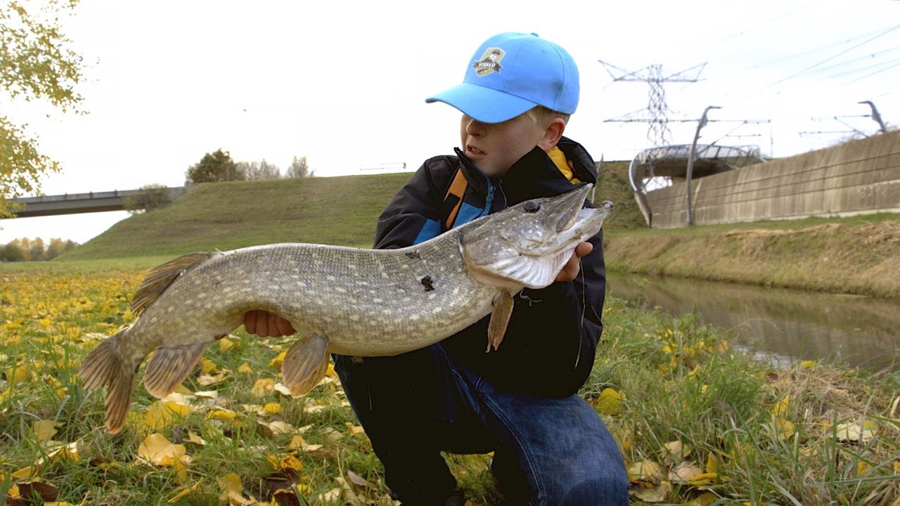 Viskid op poldersnoek.