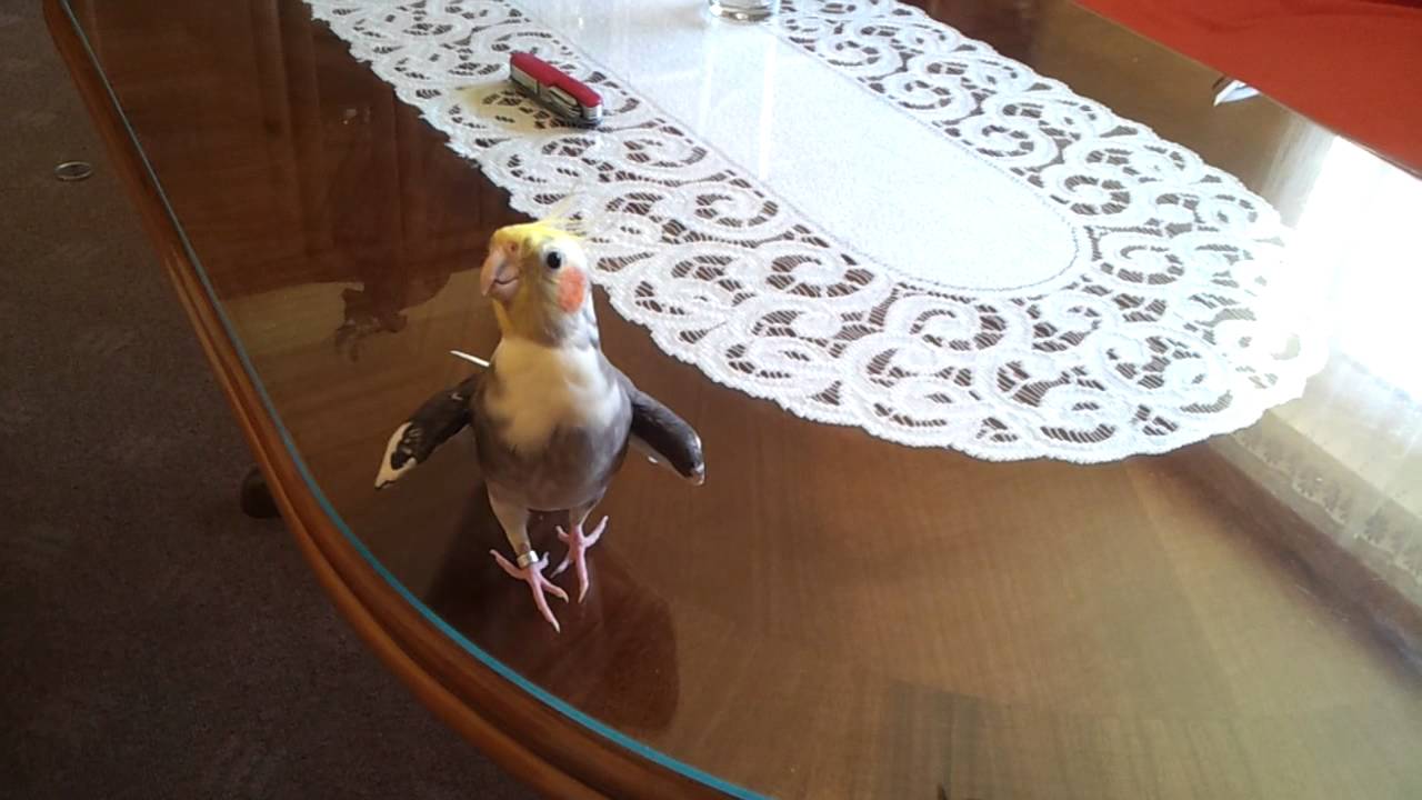 Cockatiel ... Korela Pep&iacute;ček ...Sk&aacute;kal pes přes oves