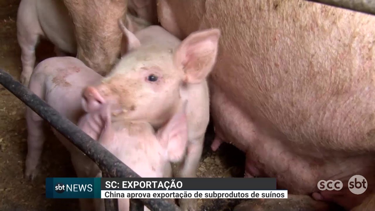 China aprova exporta&ccedil;&atilde;o de subprodutos de su&iacute;nos