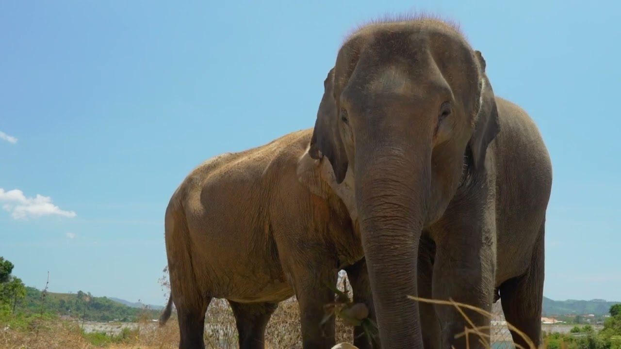 Title: What is Benne? | A Closer Look at This Amazing Ingredient 🍴