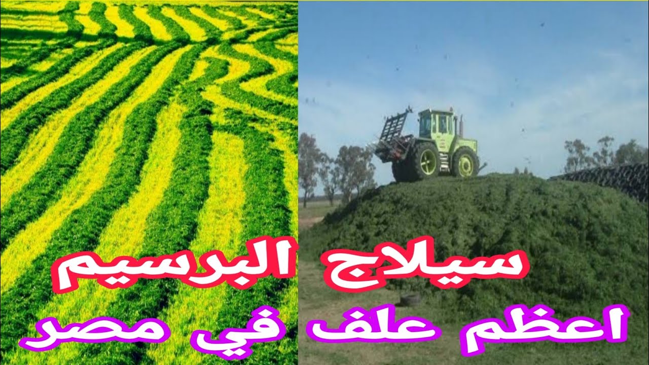 سيلاج البرسيم..خطوات عمله بالتفصيل واهم الإضافات.و مقارنة بينه و بين دريس البرسيم مع د/السيد الطوخي