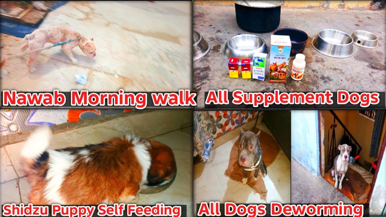 Nawab Morning walk All Supplement Dogs Shidzu Puppy Self Feeding All Dogs Deworming 