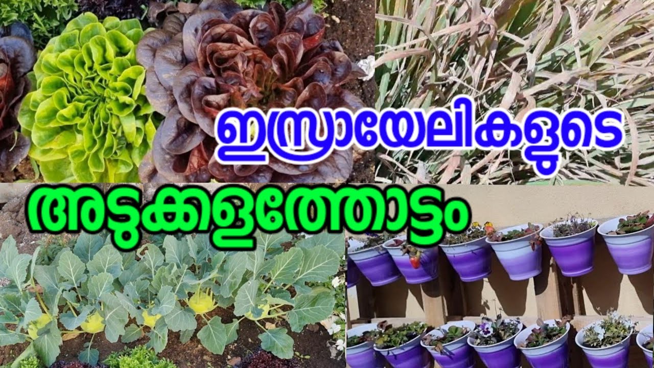 ഇസ്രായേലികളുടെ അടുക്കളത്തോട്ടം |Sini Thomas | Njan Oru Pavam Malayali