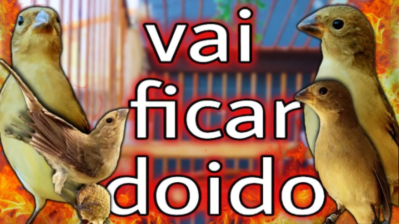 Faça O Teste Com Esse Piado De Fêmea De Papa Capim É Seu Papa Capim Vai Ficar Cantando Rápido!!!