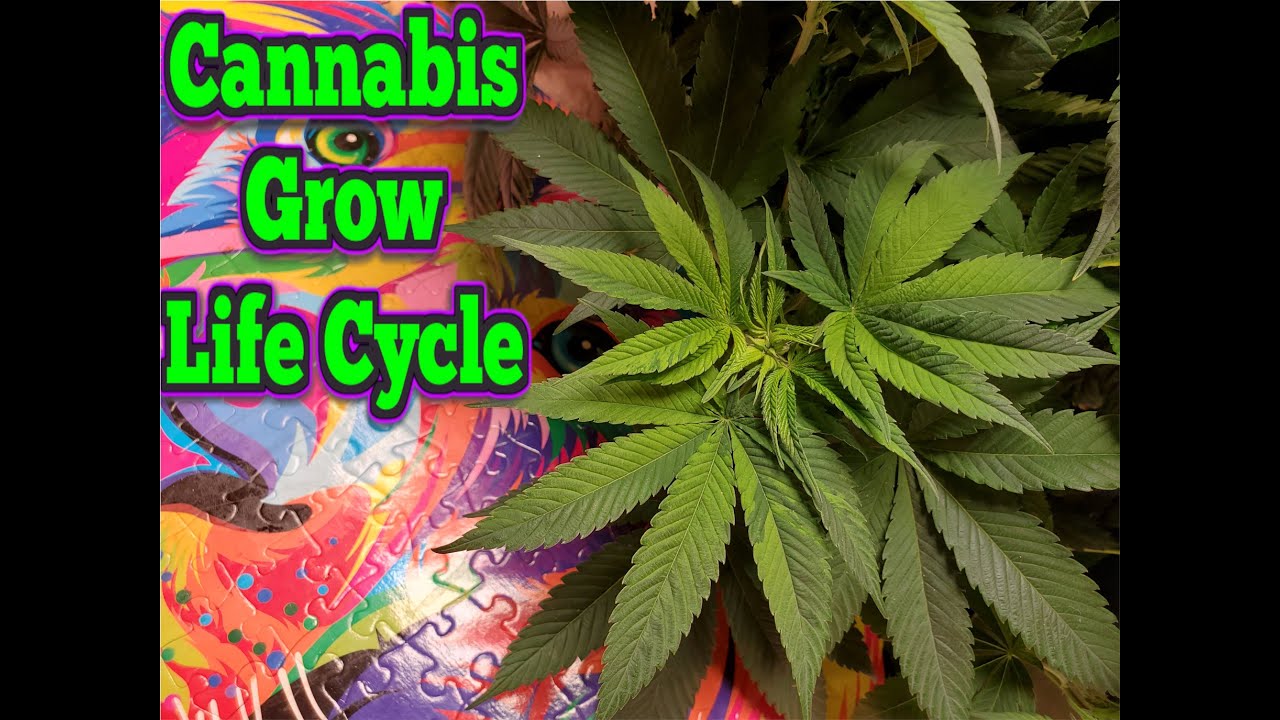 Behind the Buds: The Complete Cannabis Cultivation Life Cycle