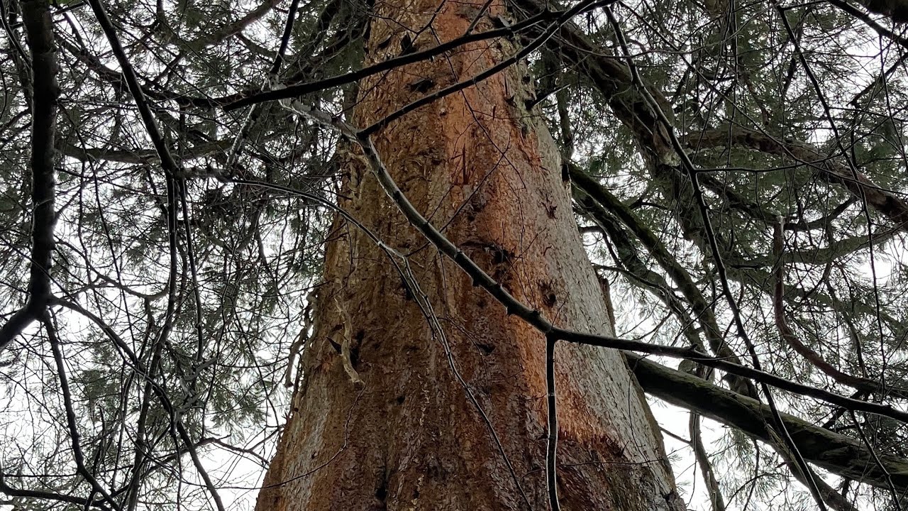 🌲The Tallest Tree in Ceredigion & Coed Penglanowen Nature Reserve 🏴󠁧󠁢󠁷󠁬󠁳󠁿