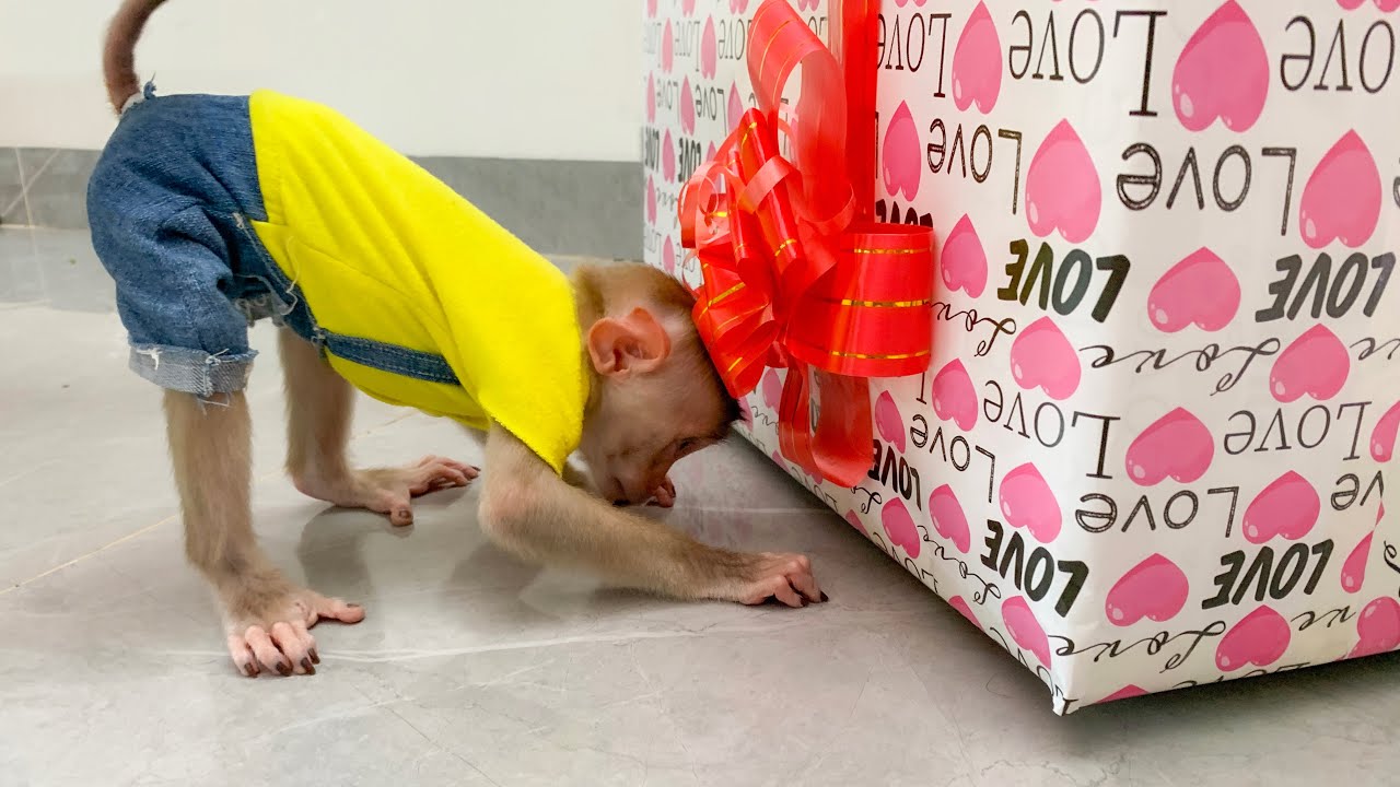 Monkey Puka is curious and surprised by the secret gift box