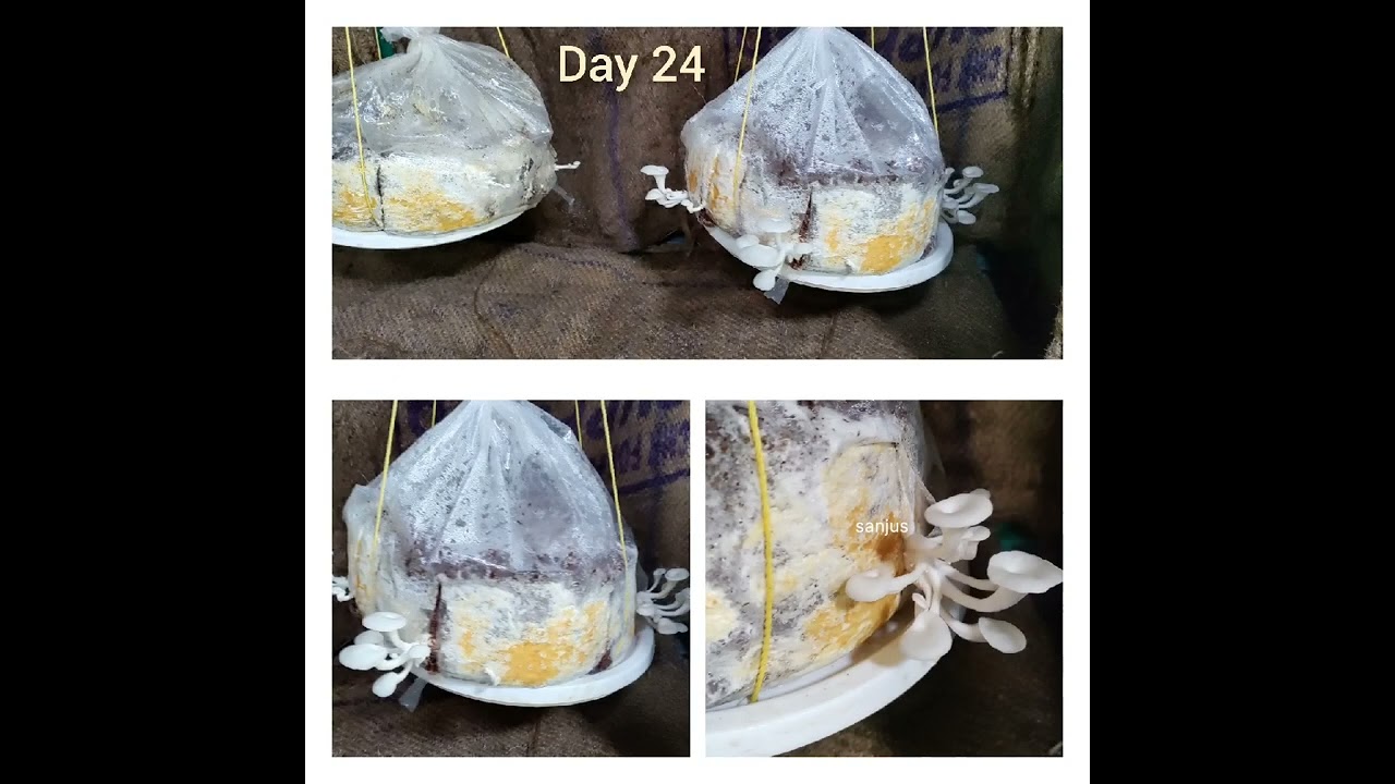 Mushroom Cultivation & Harvest #mushroom #farming #mushroomfarm #home #homefarm