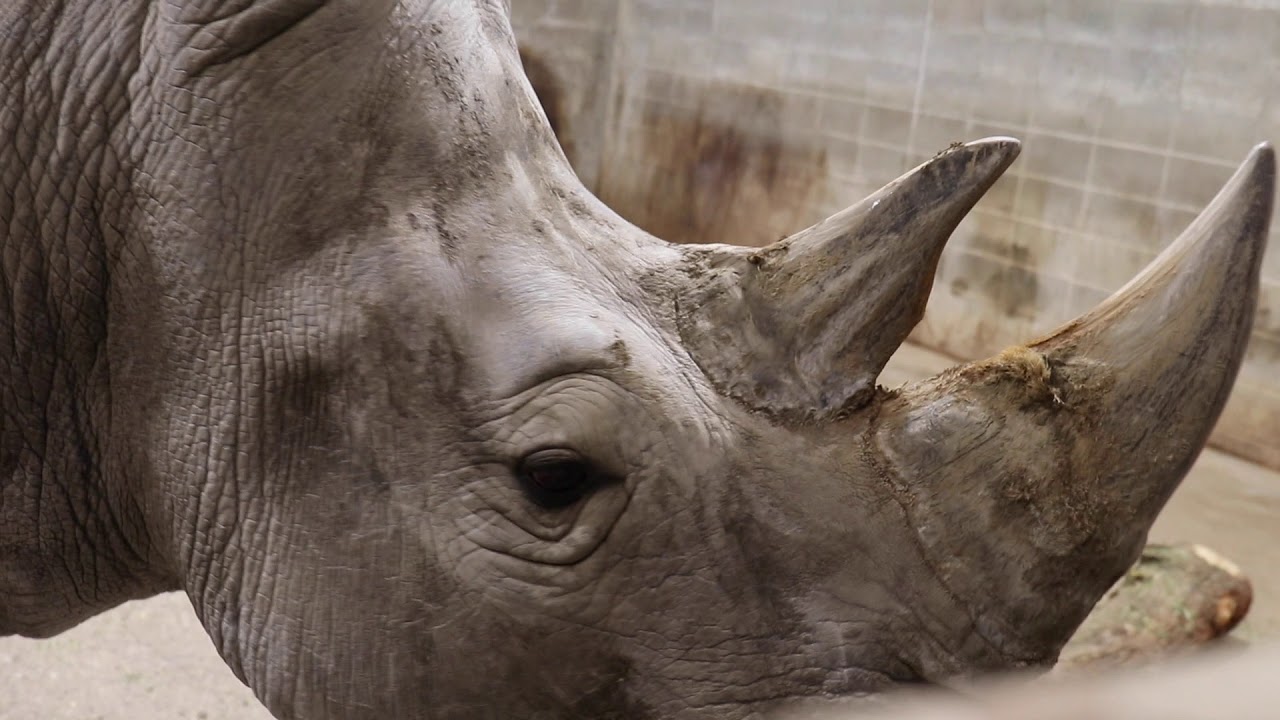 Enrichment for Rhinos