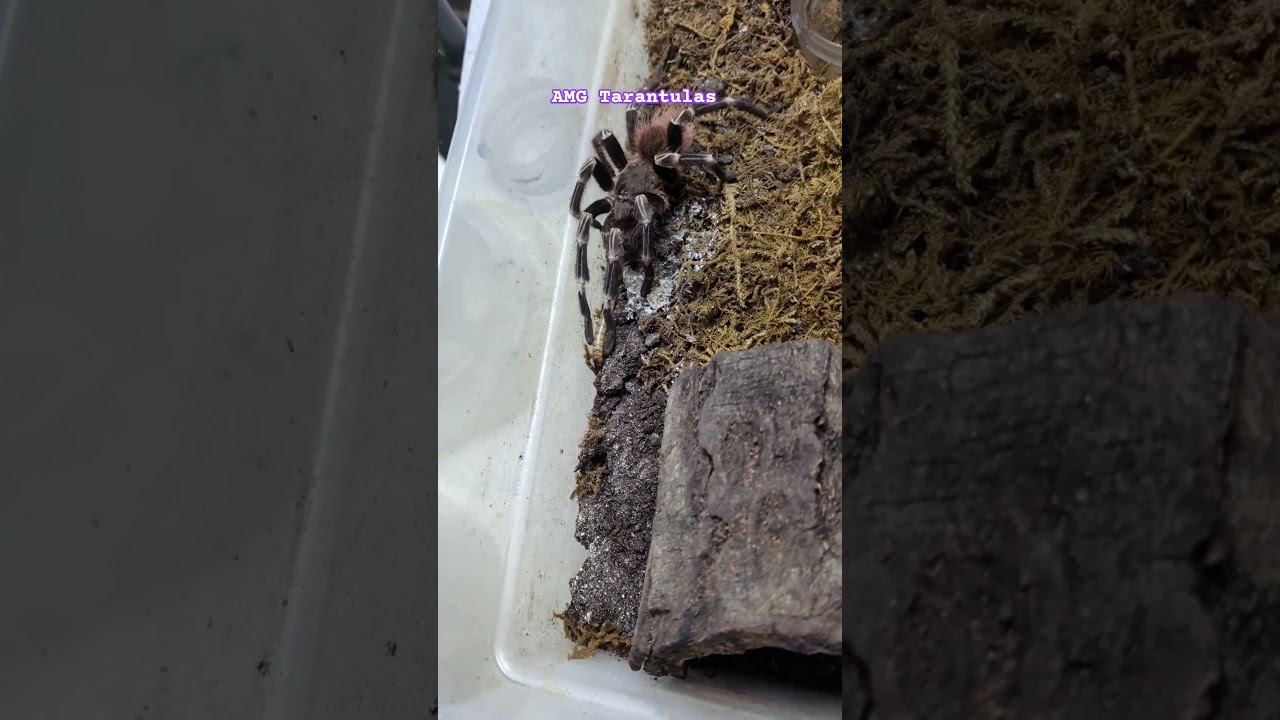 Old Male Vitalius Chromatus Chasing His Food Around 