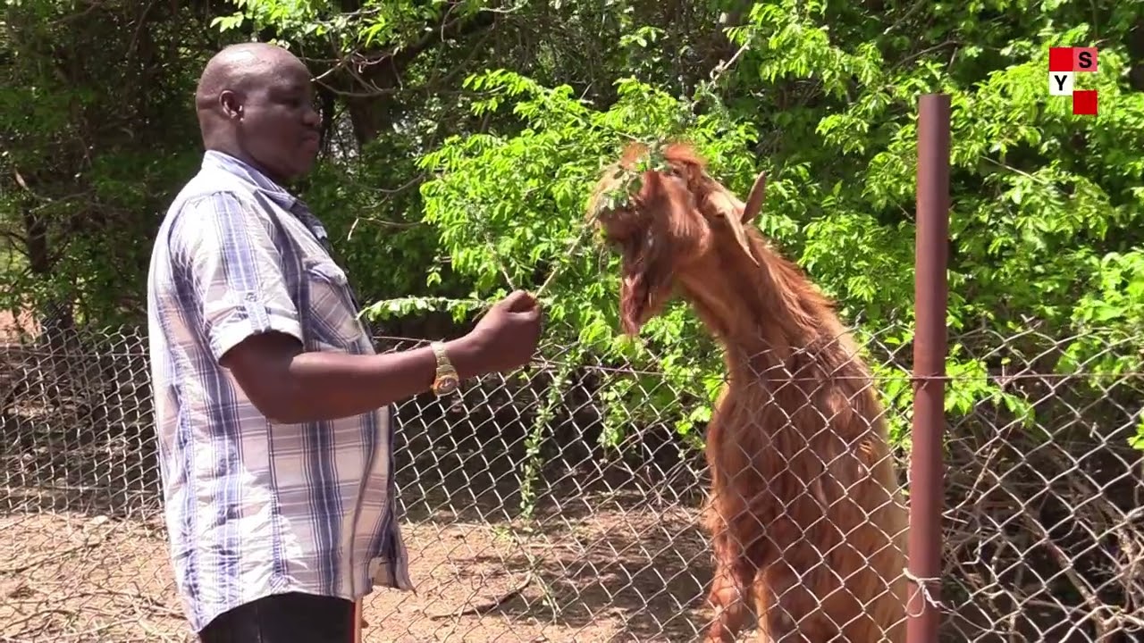 Nouveau souffle pour les animaux sauvages de Ziniaré