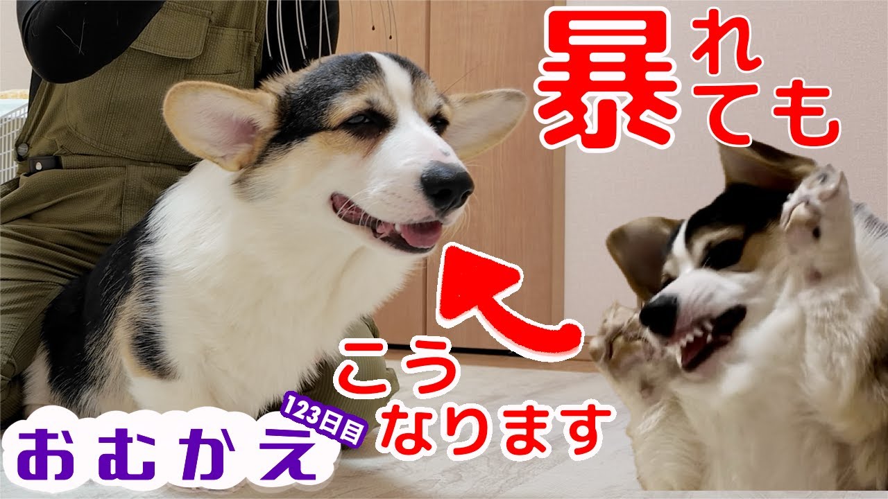 【コーギー】頭皮マッサージ用のワイヤーで黒コーギーさんを癒したい【生後六ヶ月の子犬】
