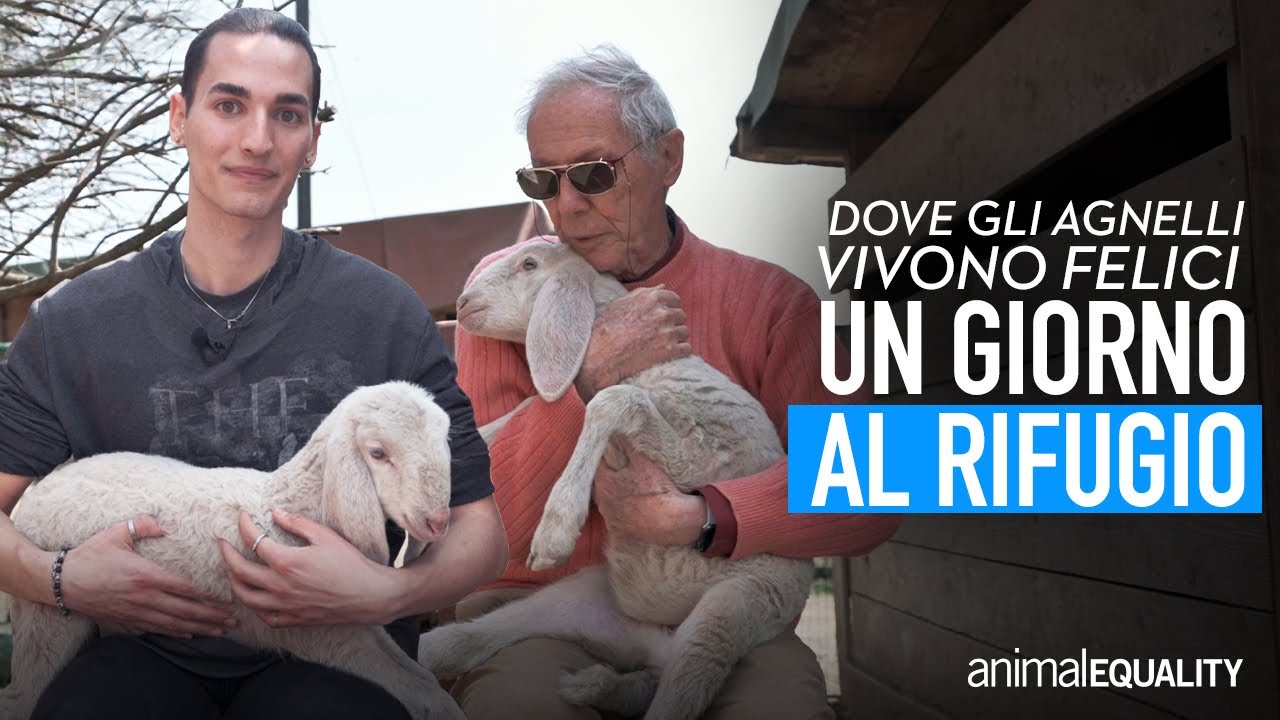 Un giorno al rifugio per gli animali con Bruno Bozzetto e Andrea Capodanno