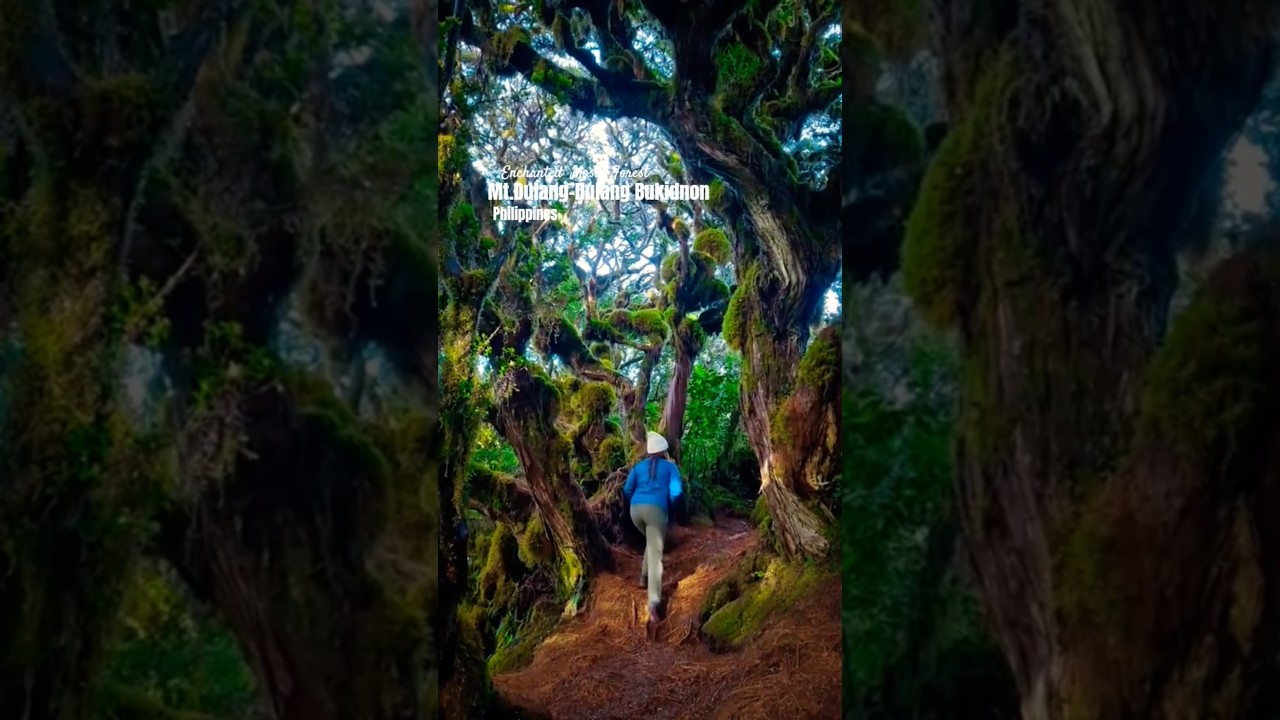 Enchanted Forest Mt.Dulang-Dulang Bukidnon Philippines #mossyforest #shortsfeed #shortvideo #shorts