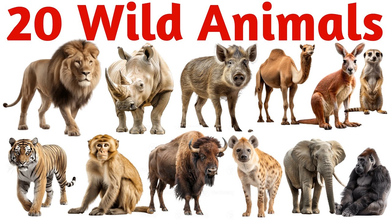 जंगली जानवरों के नाम सीखें | Learn 20 Wild Animals Names with Pictures and Sounds for Kids