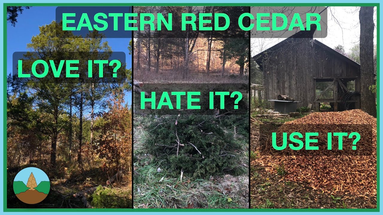 Is Eastern Red Cedar a beneficial native, a problematic invasive, or a useful resource?