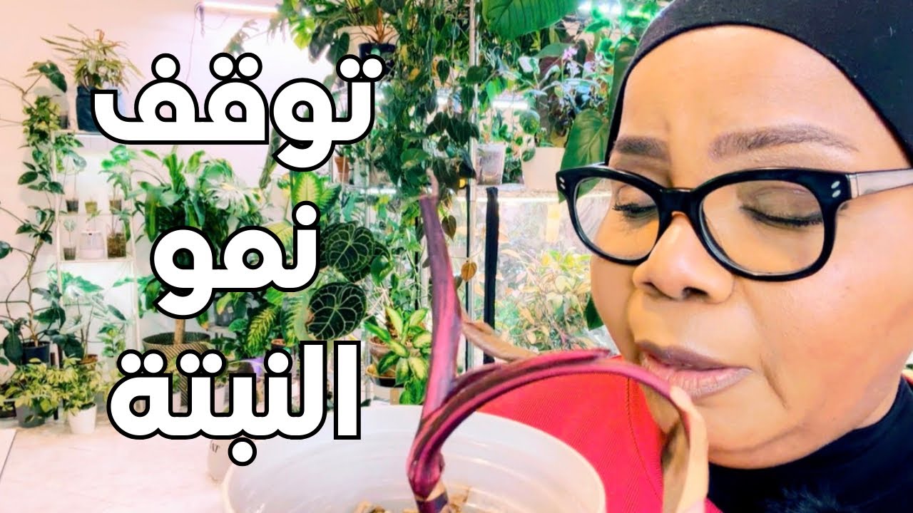 لماذا توقفت نبتتك عن النمو؟ السبب الحقيقي والحل