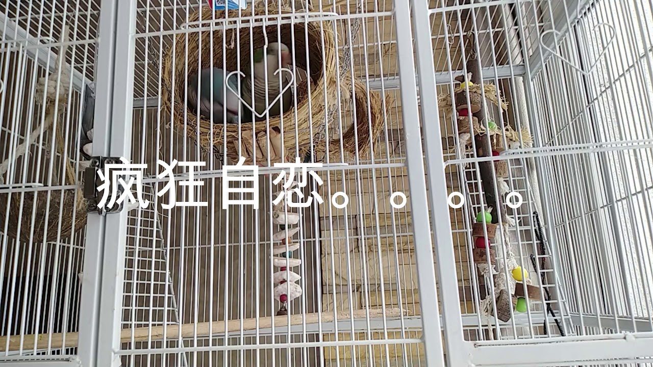 和尚鹦鹉小夫妻疯狂自恋拼命学习说话 How to Teach Quaker Parrot Speaking English and Chinese