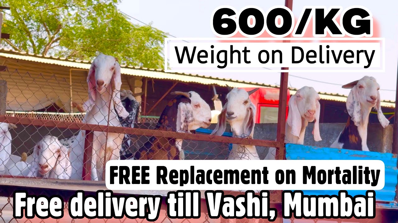 Poona Goat Farm 600/KG Khassi Goats, Free Replacement on Mortality, Free Delivery to Mumbai