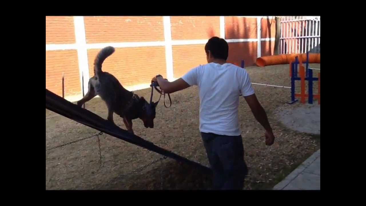 Trabajando con Chester