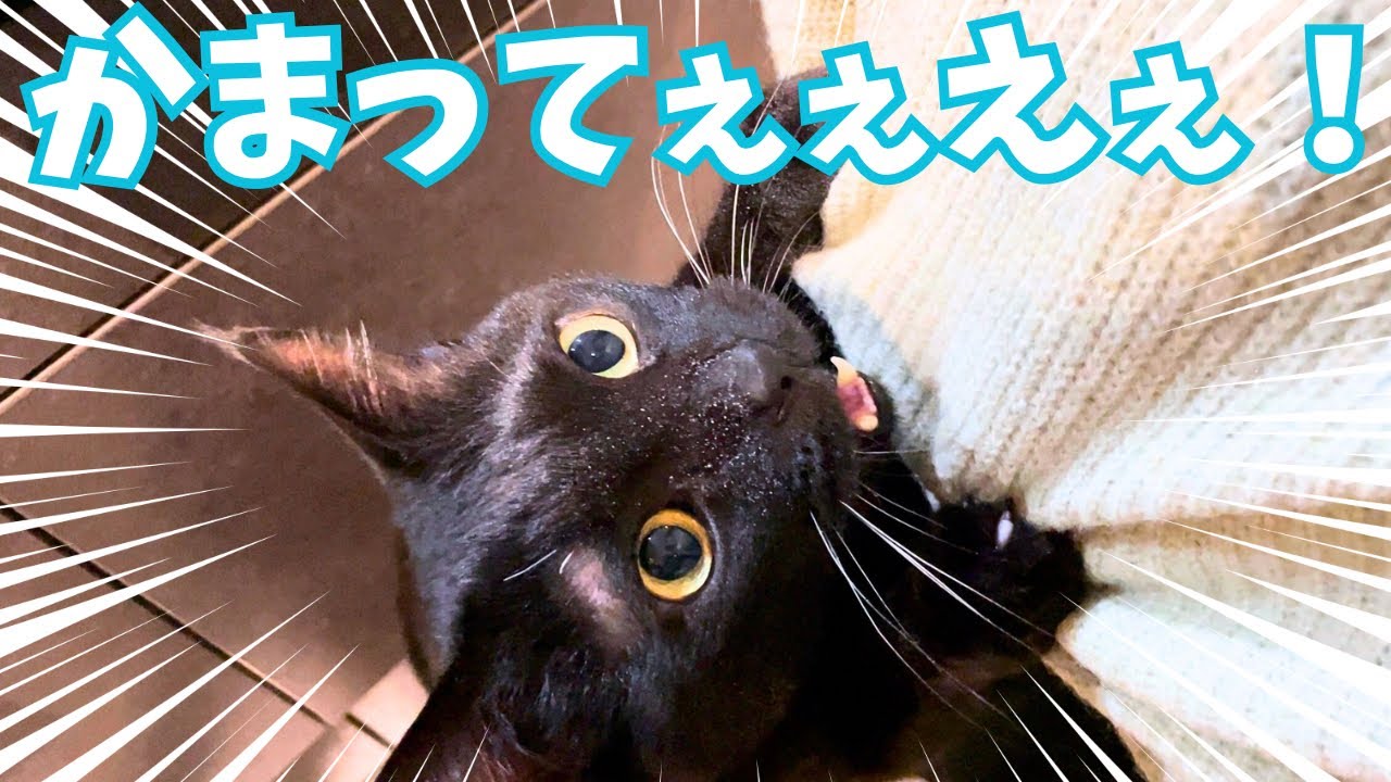 【甘えん坊黒猫】ごはんの時間になると、かまってアピールが止まらない！