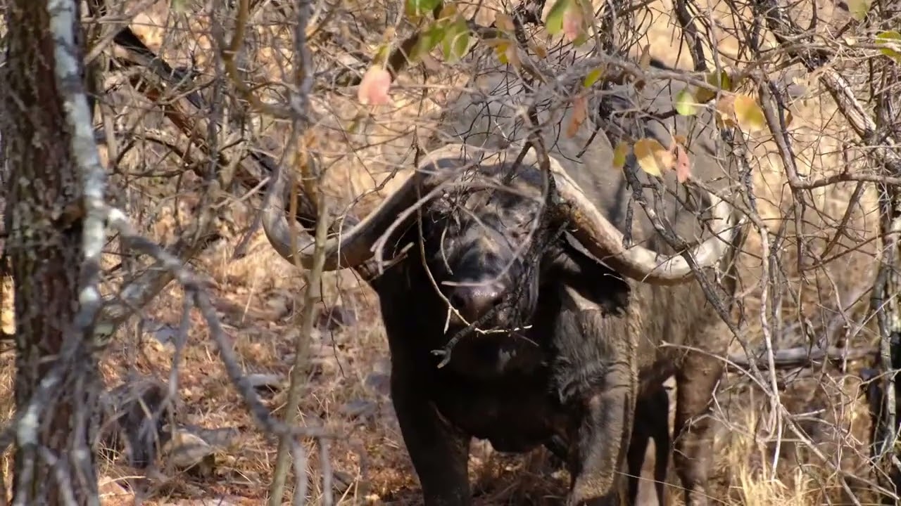 34 Bufalos Hunted with Tsessebe Safaris in one Season!