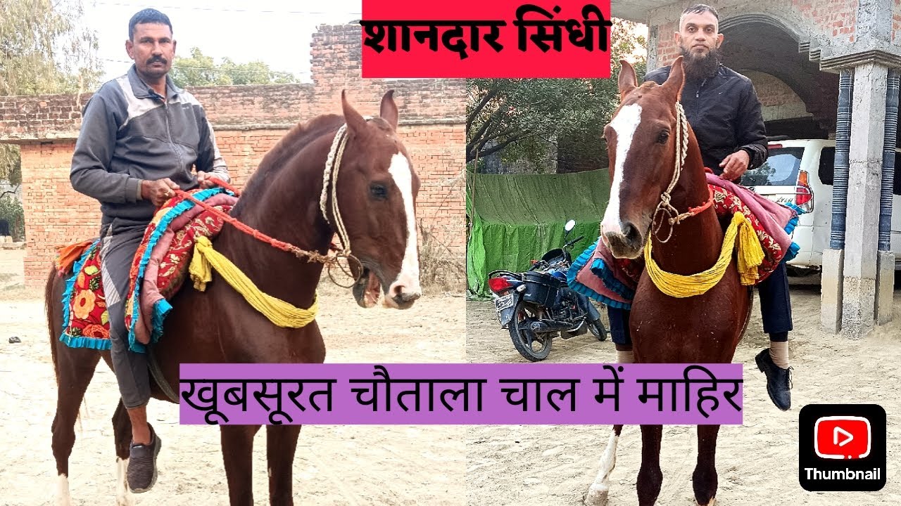 शानदार सिंधी अश्व से मुलाक़ात, Owner - Mr. Akhand Pratap Singh
