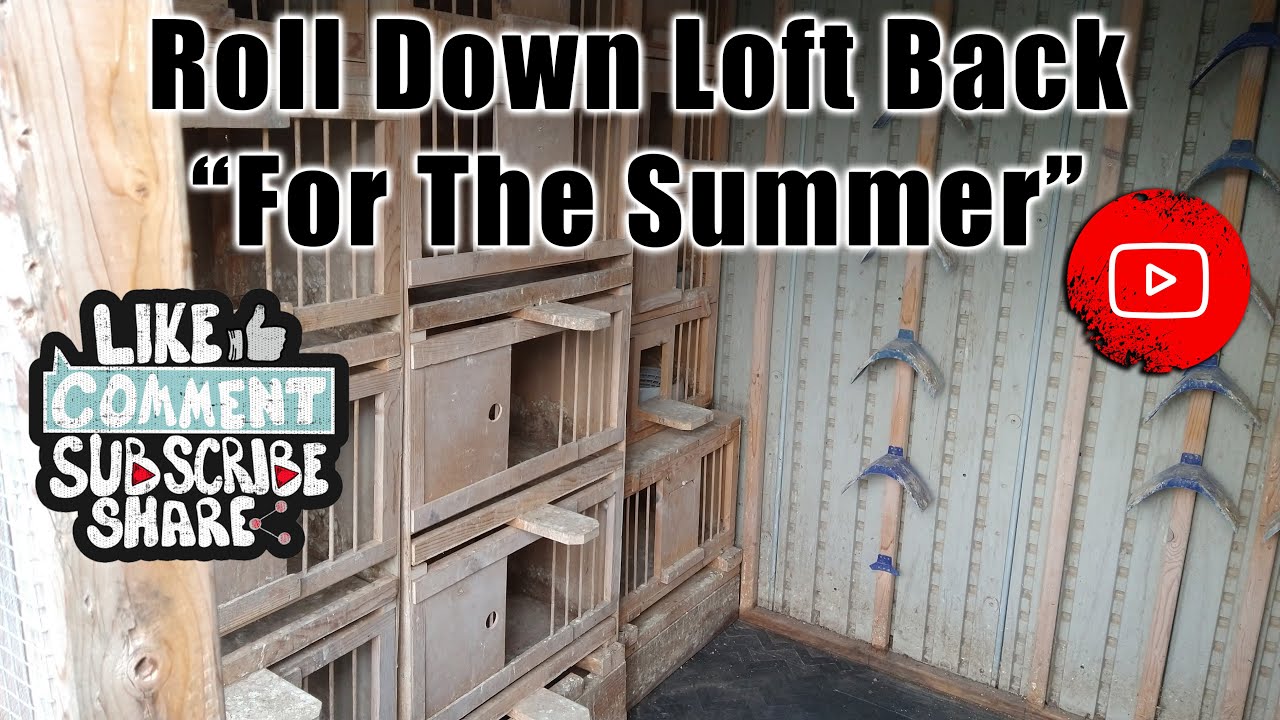 Голубятня Roll Down Loft снова открыта (временно на лето) Бирмингемские голуби-роллеры