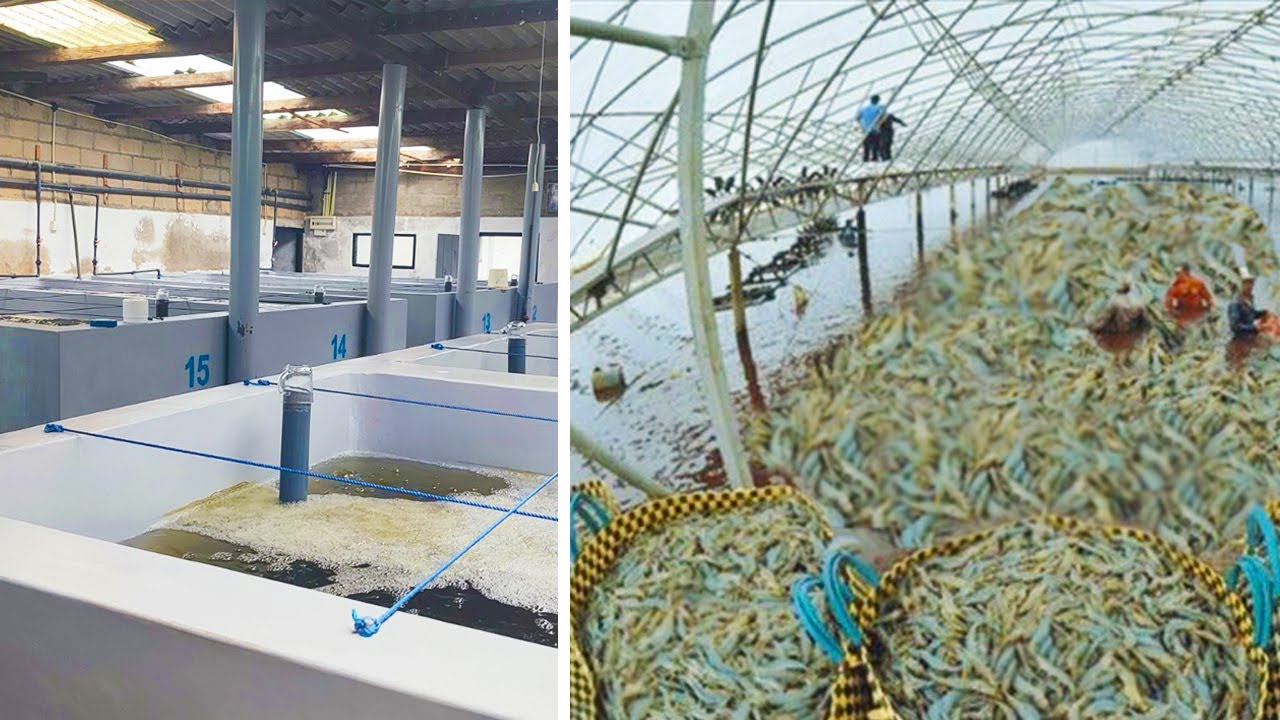 10000000 Shrimp Hatchery | Complete Process Of Shrimp Hatcheries