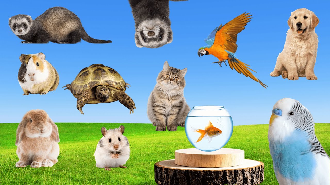 One Day with Our Home Pets: Cute & Cuddly Friends 🐶🐱 | Animal Life On Earth - ALOE