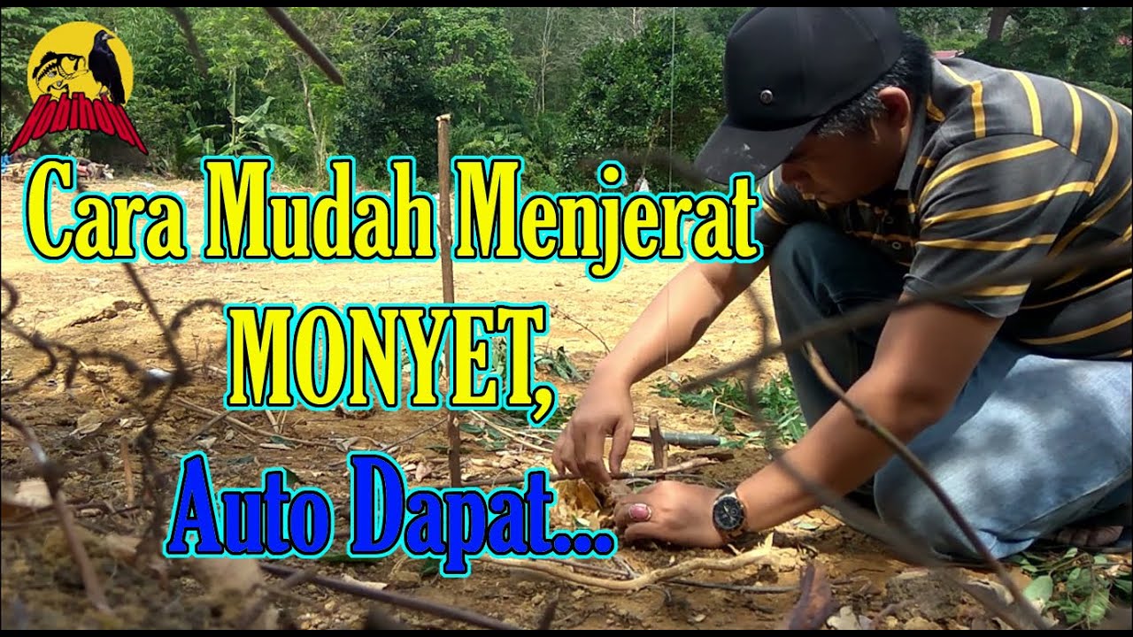 Cara Menjerat Monyet Ekor Panjang Dengan Benang Pancing #HF-0055