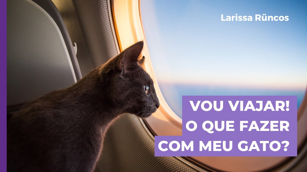 Vou viajar! O que é melhor pro meu gato? Ficar ou ir junto?