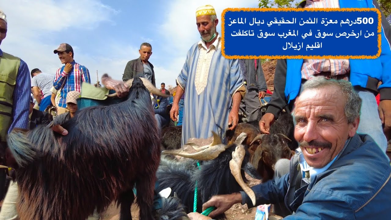 500درهم معزة الثمن الحقيقي ديال الماعز من  ارخرص سوق في المغرب سوق تاكلفت اقليم ازيلال