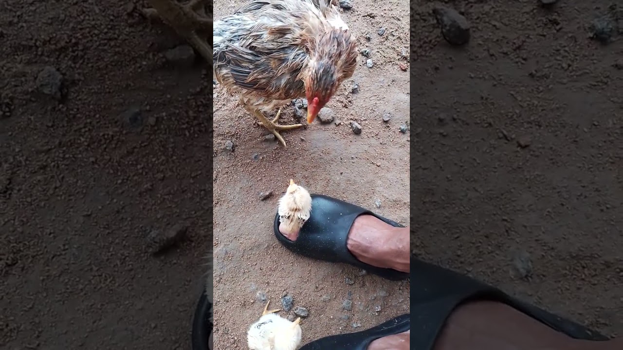ELE É MUITO MAL E MENTIROSO ELE TÁ ENVOLVIDO NA MORTE DO FILHO 