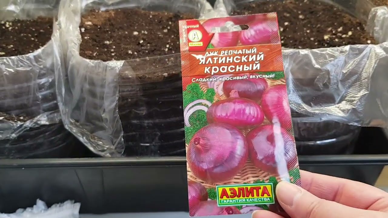 Лук посев. Не меняю прошлогодний способ. 20.02.26