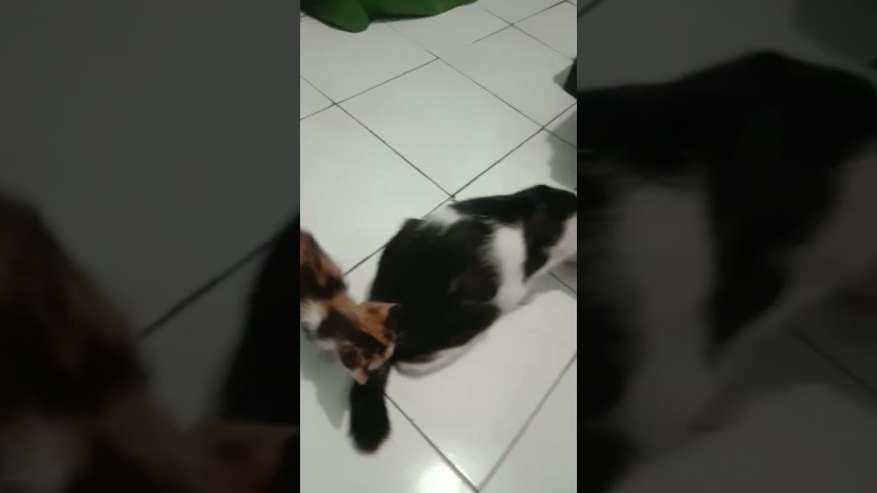 #simanis