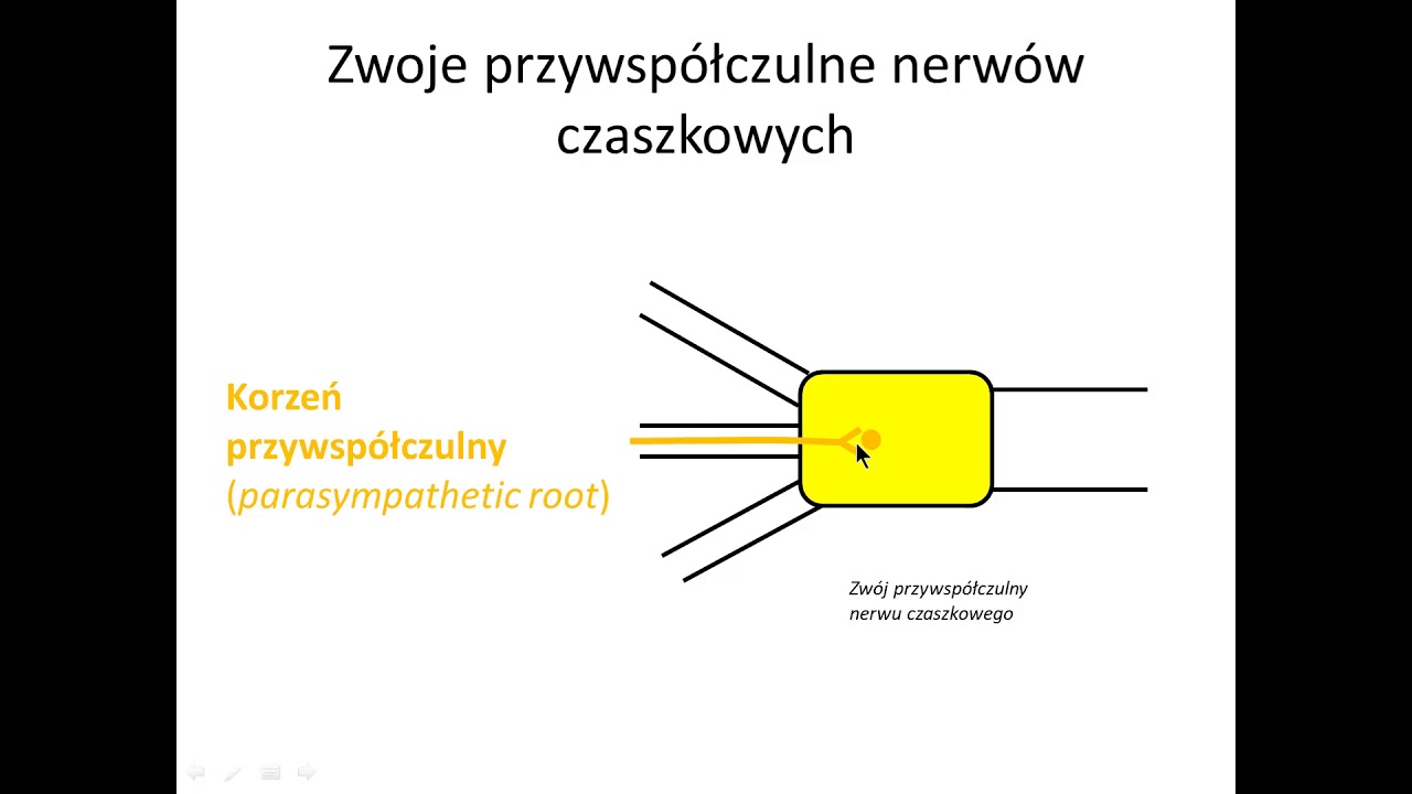 Zwoje przywsp&oacute;łczulne nerw&oacute;w czaszkowych (wstęp)