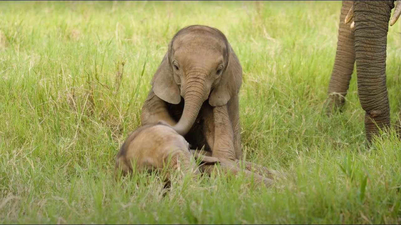 Three months of baby elephants Lenny and Sulwe | Sheldrick Trust