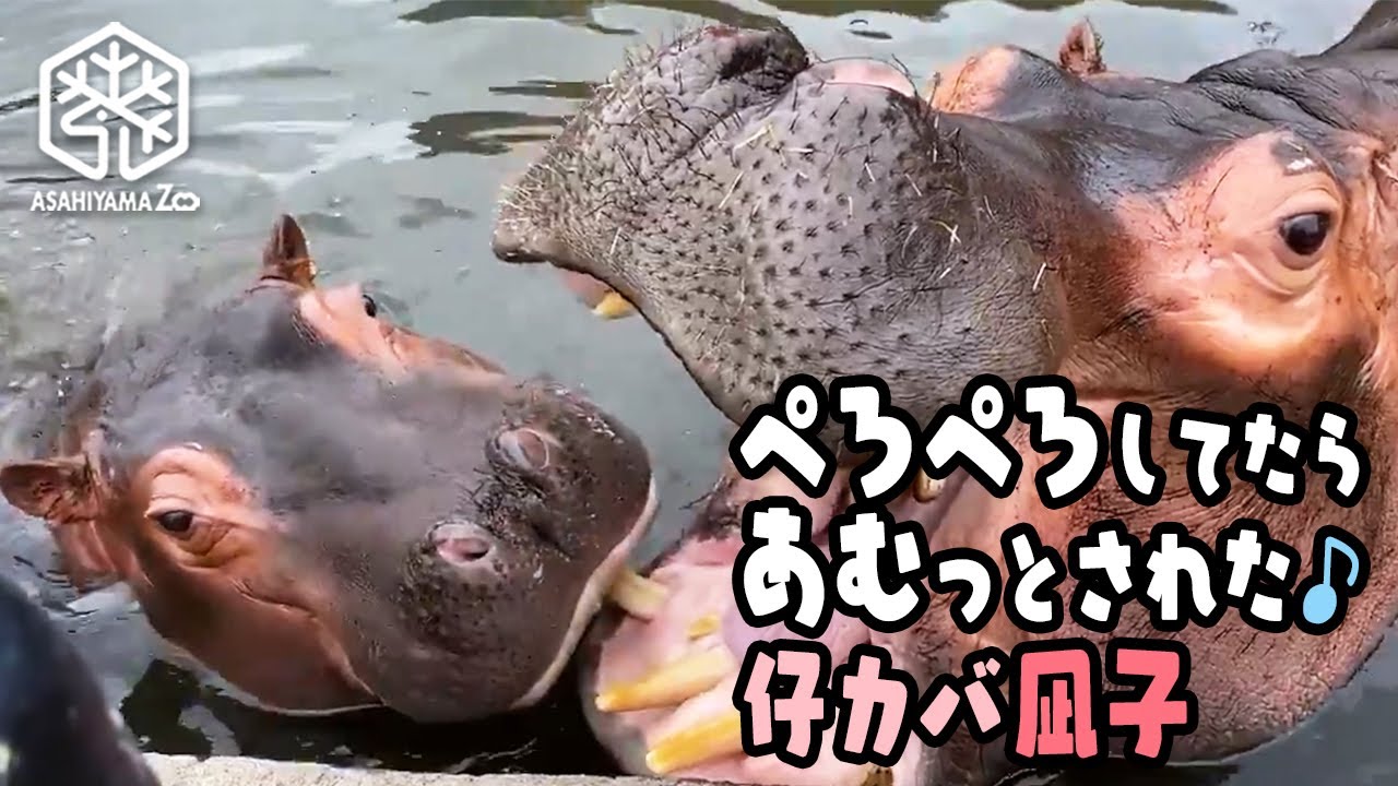 【旭山動物園】お母さんをペロペロしてたら優しくアムっとされた♪仔カバ凪子[Asahiyama Zoo] Baby hippo, Nagiko, and her mom, Asako.